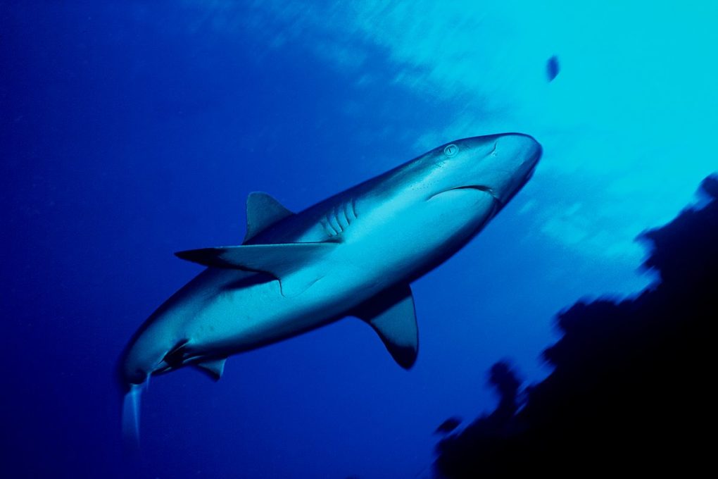 Riff shark - Ranguiroa - French Polynesia Nikon RS 28 mm