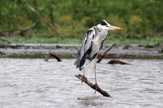 Nationalpark Naivashasee - Kenia