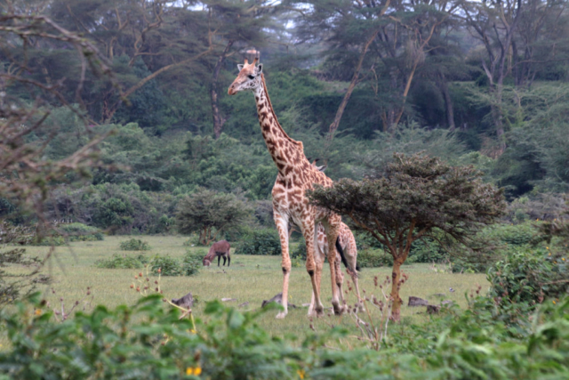 Kenia - Naivasha See