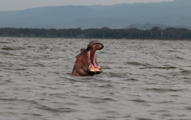 Nilpferd - Kenia Nationalpark - Naivasha See