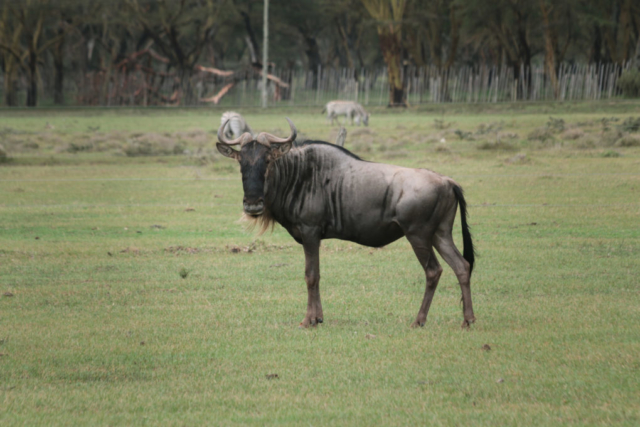 Naivasha Nationalpark - Kenia