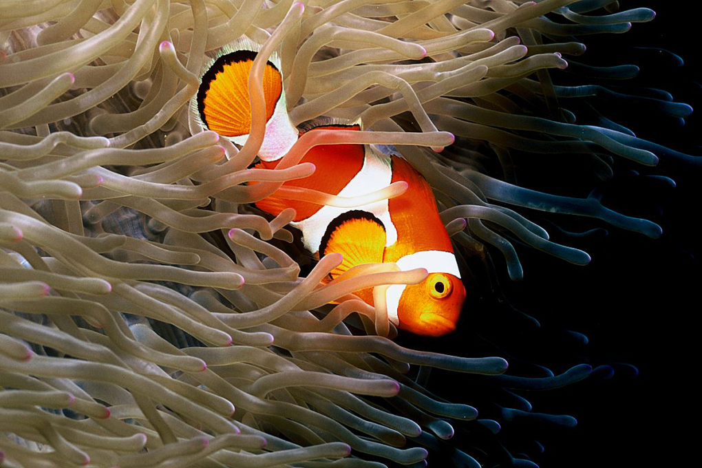 Clownfisch - Papeete - Fench Polynesia - Nikon RS Makro 50 mm 2:8