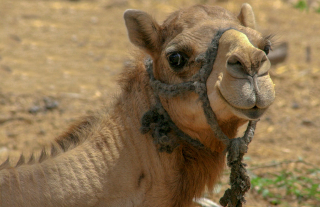 Oman - Arabischen Emirate