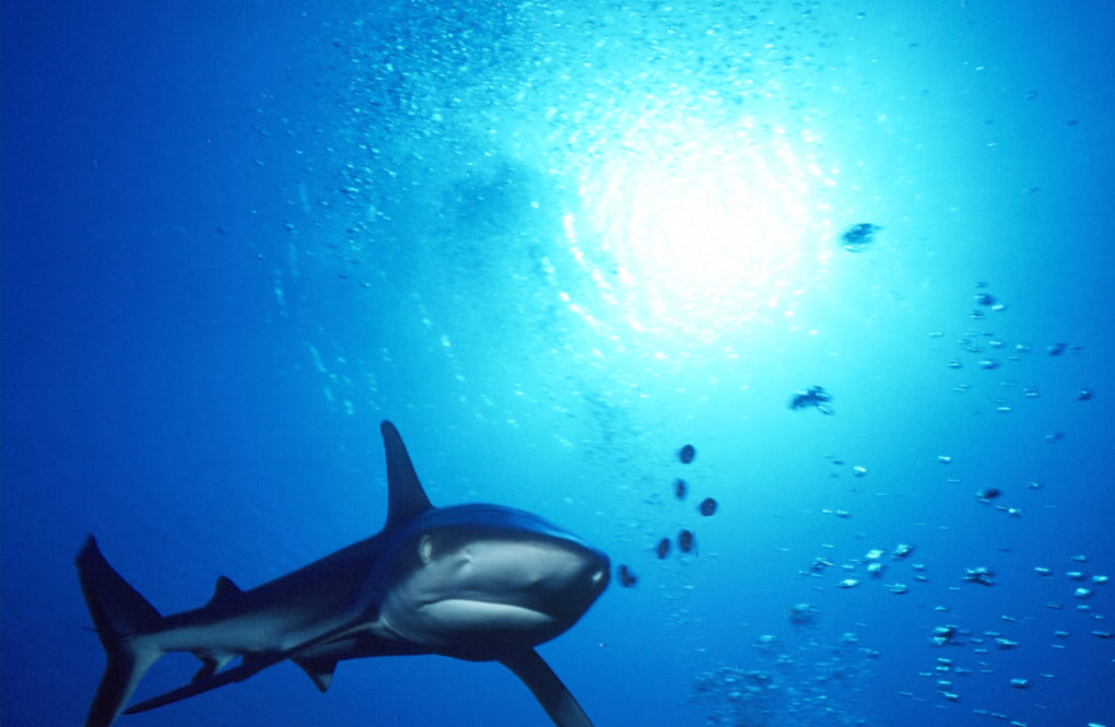 Shark Attack Rangiroa